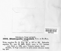 Diatrypella angulata image